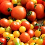 A colorful variety of fresh tomatoes showcasing red and yellow hues, perfect for culinary inspiration.