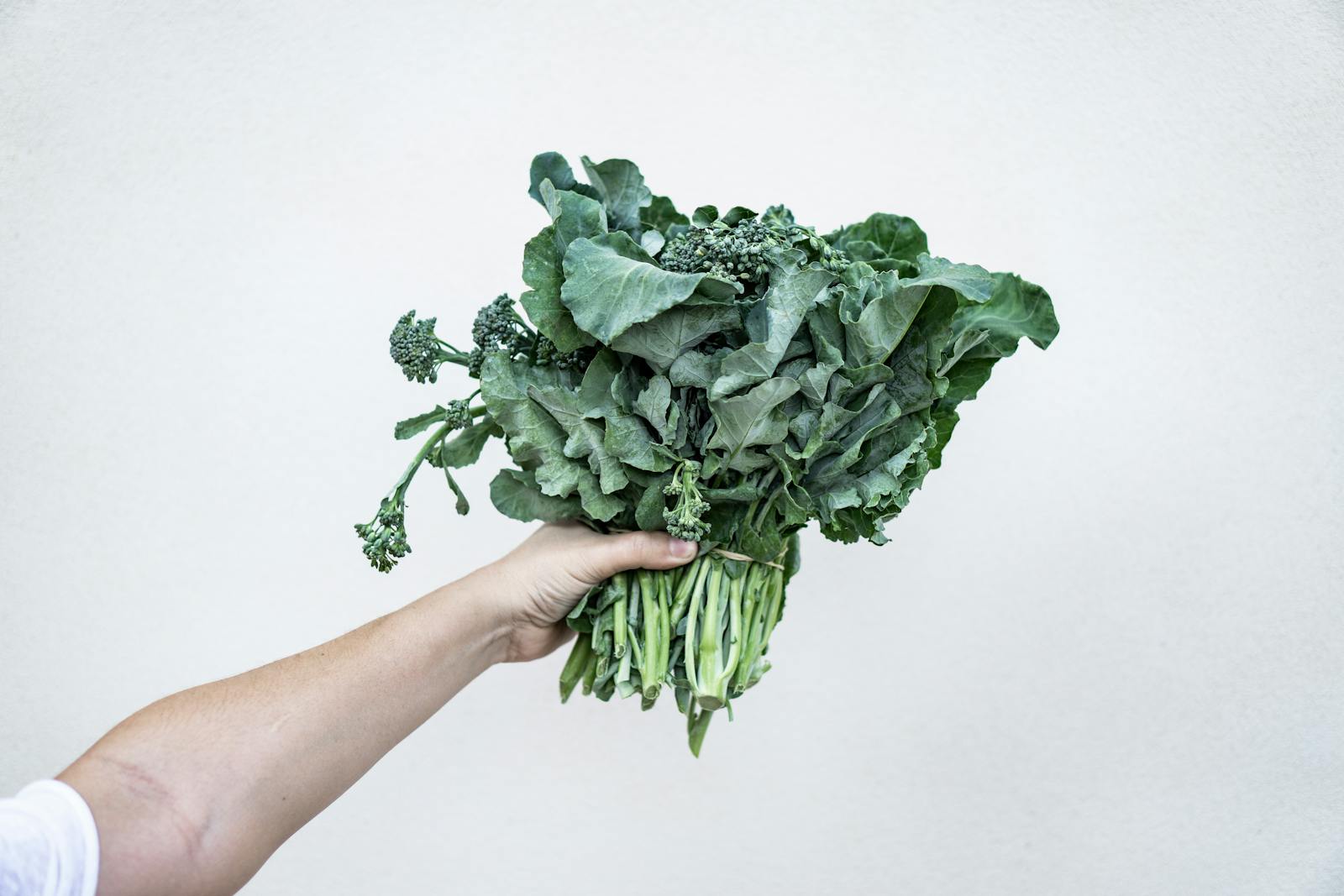 A hand holding fresh kale, showcasing its vibrant green leaves against a minimalist white background.